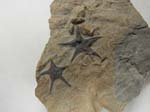 Starfish Resting Place